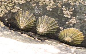 Barnacles